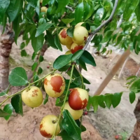 大荔冬枣产家基地，自己家果园果农，特招商