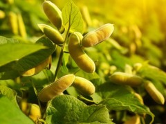 大豆重要性状功能基因KASP标记的开发与验证